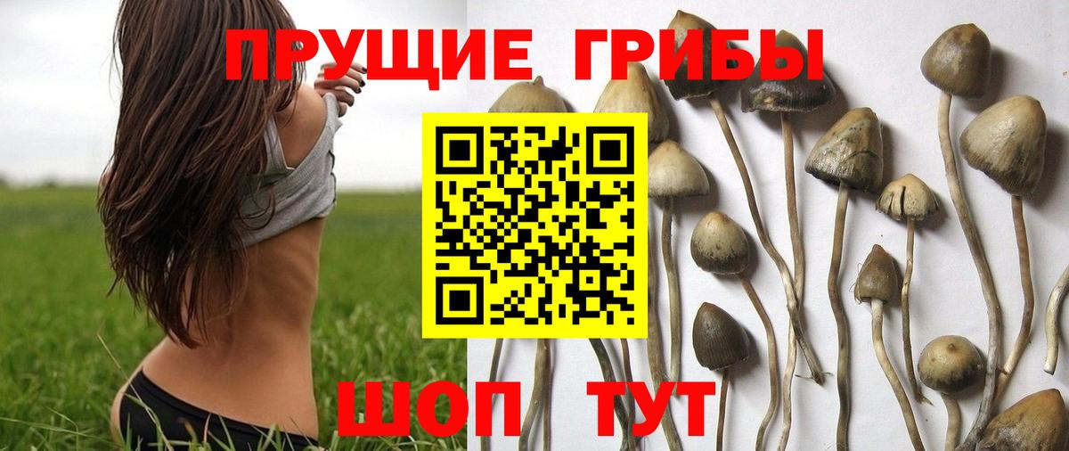 Галлюциногенные грибы Cubensis  Вход с VPN  Кандалакша  Галлюциногенные грибы Psilocybine cubensis 
